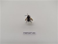 藏品(膜翅目(蜂))的圖片